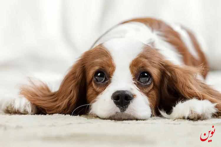 از بین بردن بوی ادرار سگ از روی فرش
