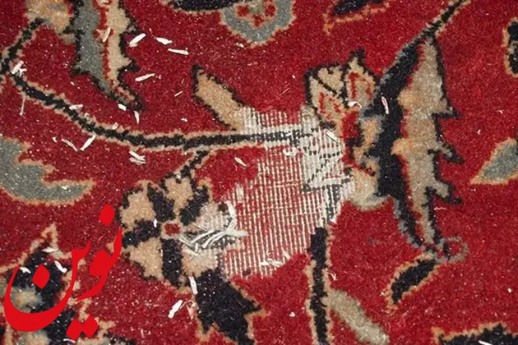 پوسیدگی فرش با بید زدگی